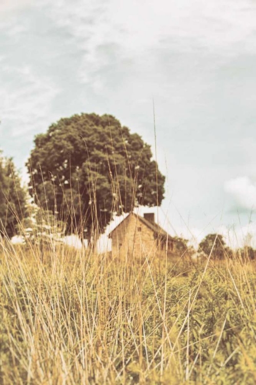 Picture of GRASS AND SKY LIGHT