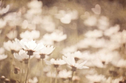 Picture of DAISIES I NEUTRAL