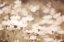 Picture of DAISIES I NEUTRAL