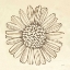 Picture of FARMHOUSE SUNFLOWER