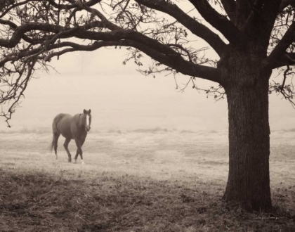 Picture of HAZY HORSE I
