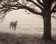 Picture of HAZY HORSE I