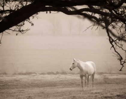 Picture of HAZY HORSE II