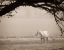 Picture of HAZY HORSE II