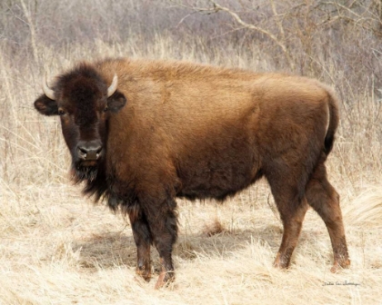 Picture of AMERICAN BISON I