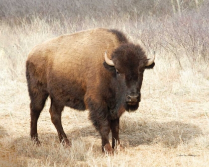 Picture of AMERICAN BISON II