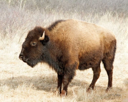 Picture of AMERICAN BISON III