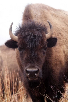 Picture of AMERICAN BISON IV