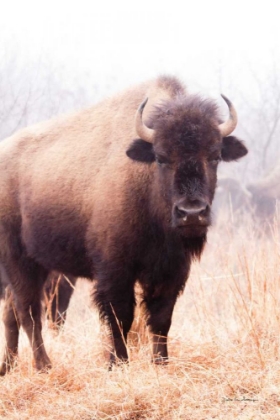 Picture of AMERICAN BISON V