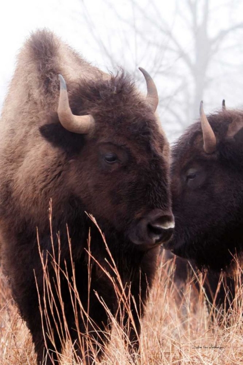 Picture of AMERICAN BISON VI