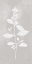 Picture of BOTANICAL STUDY VIII NEUTRAL