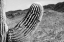 Picture of SAGUARO