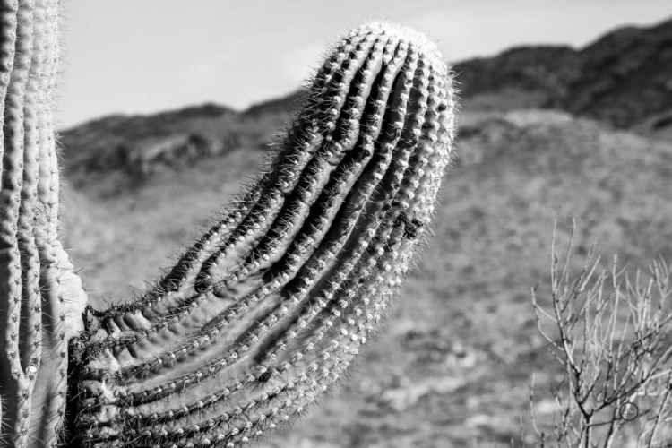 Picture of SAGUARO