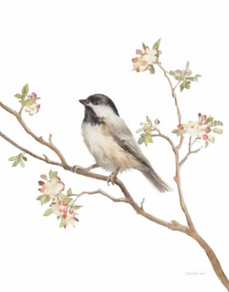 Picture of BLACK CAPPED CHICKADEE V2 ON WHITE