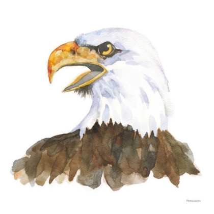 Picture of BALD EAGLE