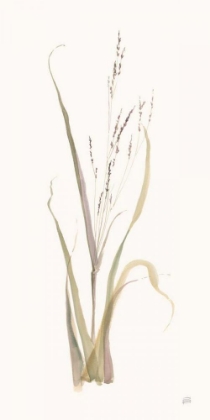 Picture of MOOR GRASS