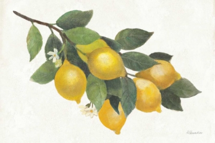 Picture of LEMON BRANCH I