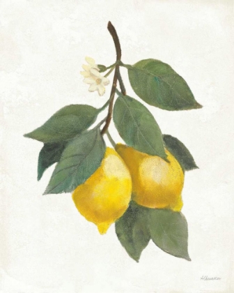 Picture of LEMON BRANCH II