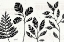 Picture of BOTANICAL SKETCHES I