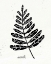 Picture of BOTANICAL SKETCHES II