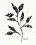 Picture of BOTANICAL SKETCHES V
