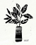 Picture of BOTANICAL SKETCHES VI
