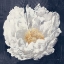 Picture of SERENE PEONY NAVY