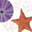Picture of SHIMMERING SHELLS III