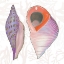 Picture of SHIMMERING SHELLS X
