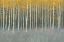 Picture of FOREST DUSK