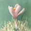 Picture of SOFT CROCUS