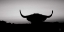 Picture of BULL SET BW CROP