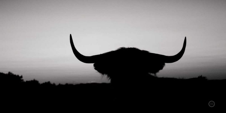 Picture of BULL SET BW CROP