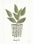 Picture of HERB GARDEN VII
