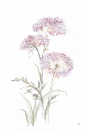 Picture of TALL QUEEN ANNES LACE III