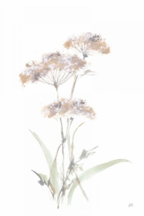 Picture of TALL QUEEN ANNES LACE IV