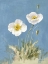 Picture of WHITE POPPIES I NO BUTTERFLY