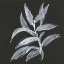 Picture of BRANCH IV