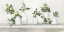 Picture of PLANT LIFE