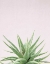 Picture of SUCCULENT SIMPLICITY SOFT I CROP