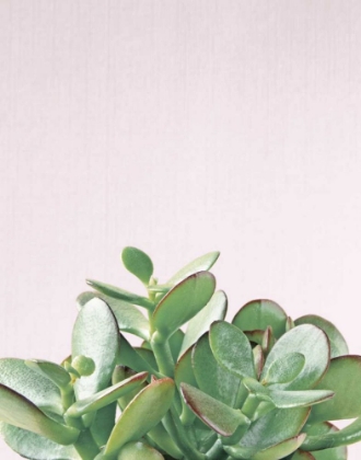 Picture of SUCCULENT SIMPLICITY SOFT III CROP