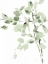 Picture of CASCADING BRANCHES II