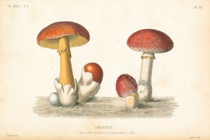 Picture of FRENCH MUSHROOMS I