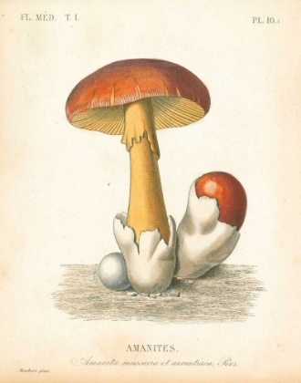 Picture of FRENCH MUSHROOMS II