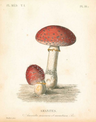 Picture of FRENCH MUSHROOMS III