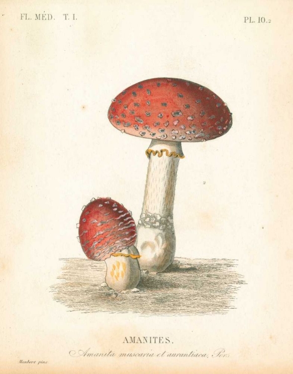 Picture of FRENCH MUSHROOMS III