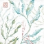 Picture of DELICATE SEA X