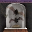 Picture of APOTHECARY NOIR IV