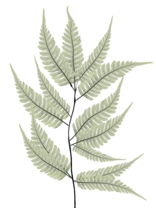 Picture of FERN TREE