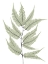 Picture of FERN TREE